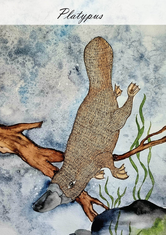 Postcard of Tasmania - Platypus