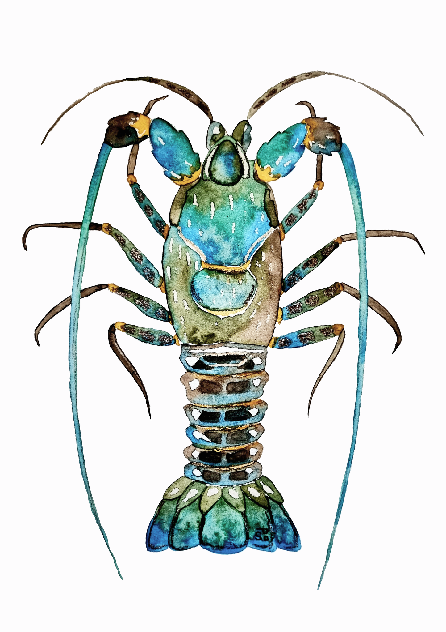 Tasmanian art print - rock lobster