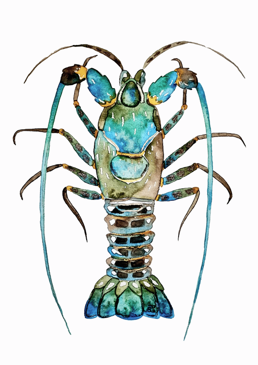 Tasmanian art print - rock lobster