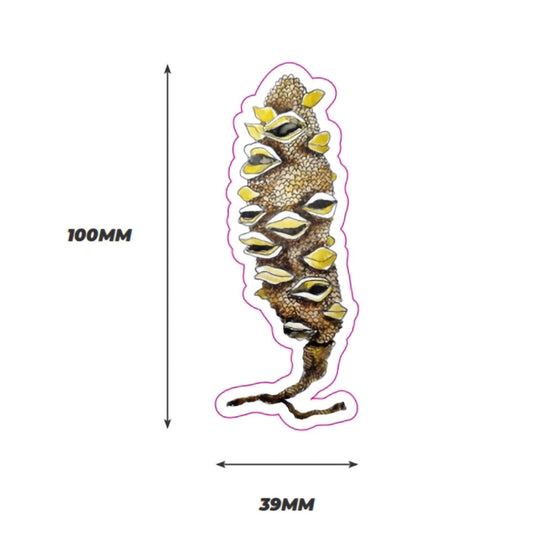 Vinyl Sticker - Banksia Seed
