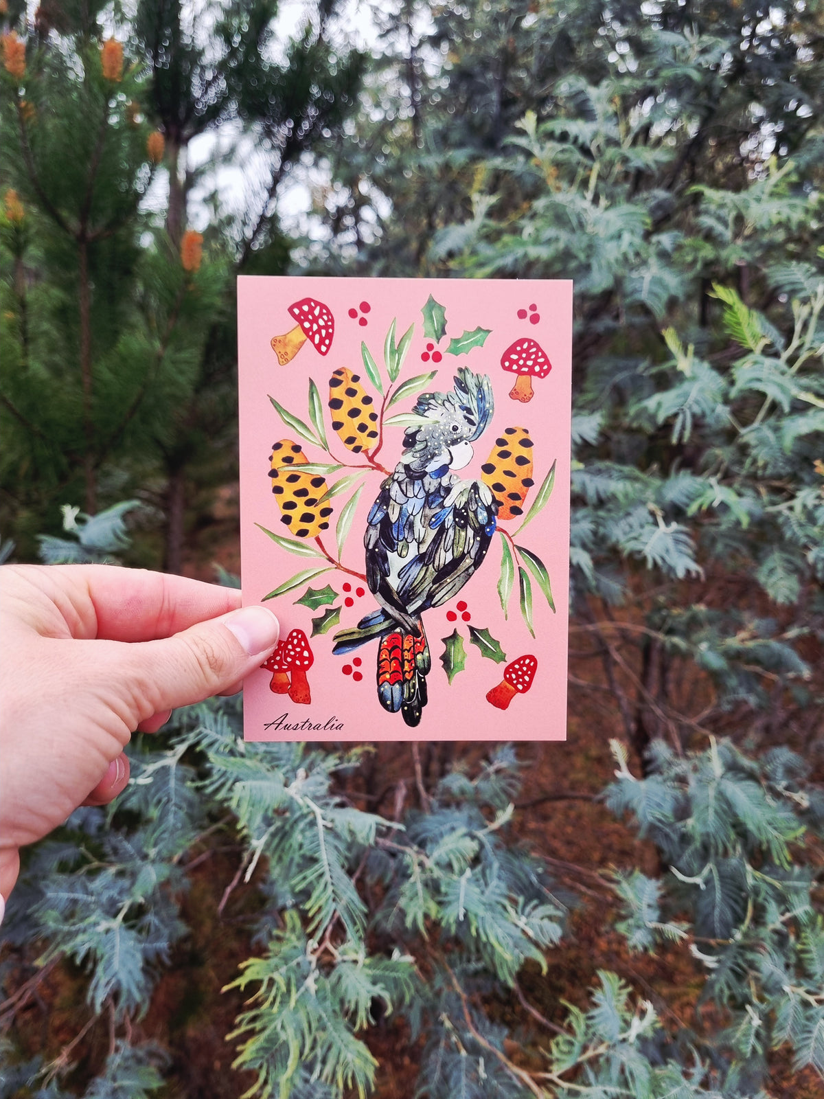 Postcard of Australia - Australia - Black Cockatoo