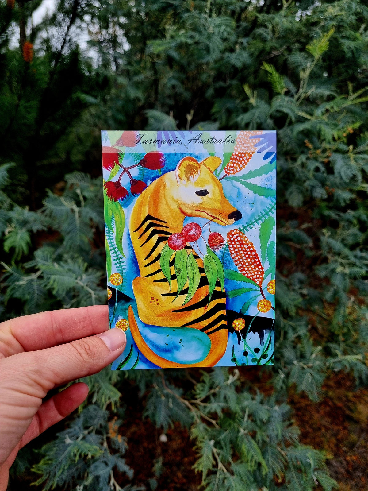 Postcard of Tasmania - The Tigress