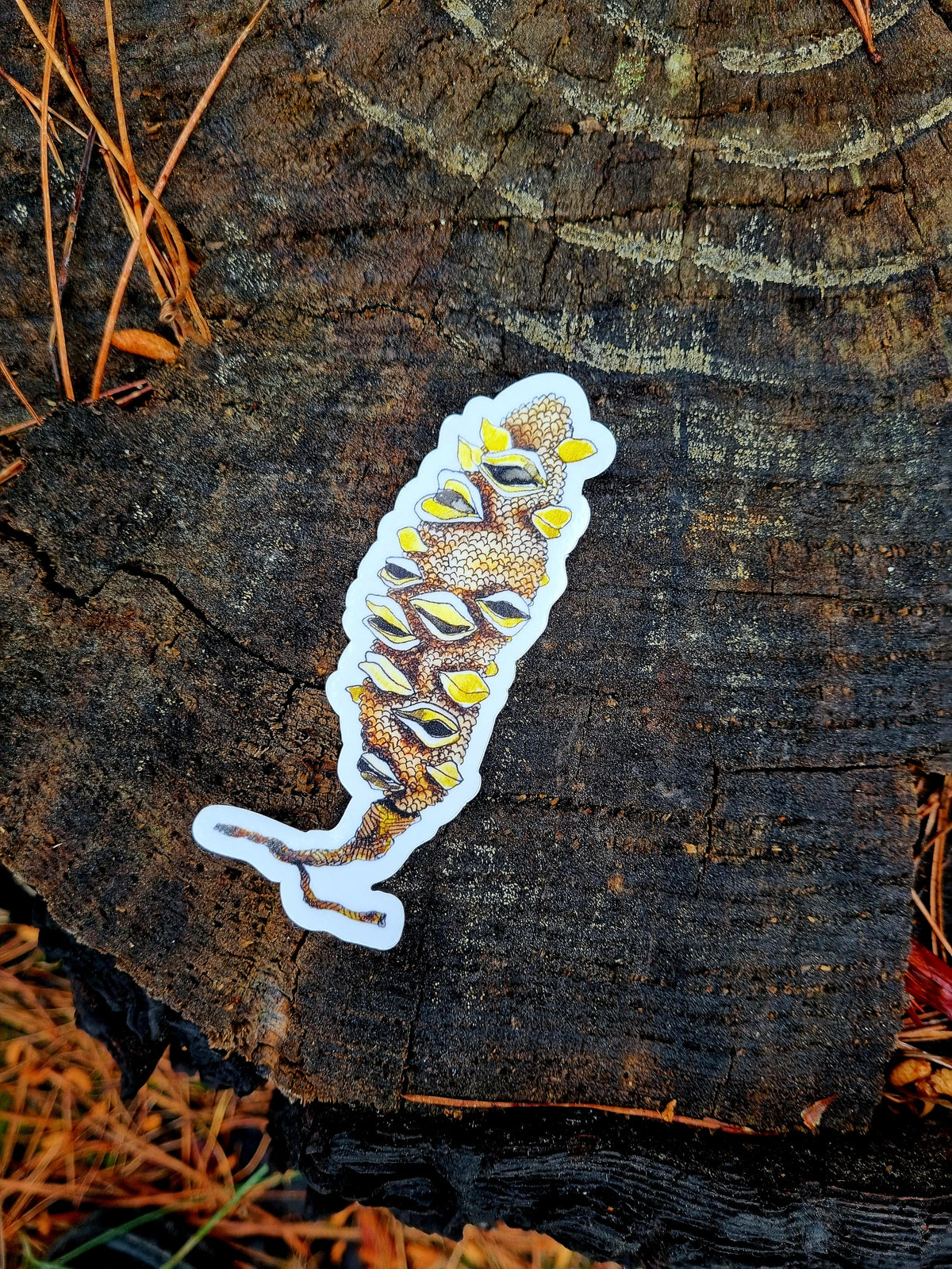 Vinyl Sticker - Banksia Seed