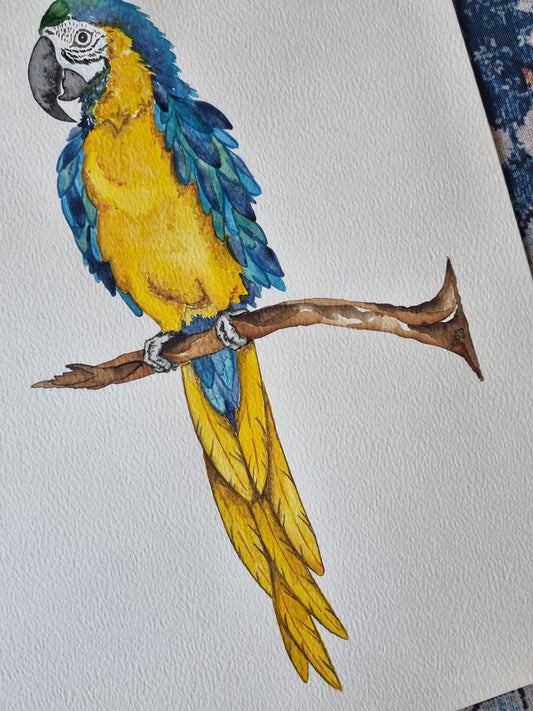Original Painting - Beautiful Macaw