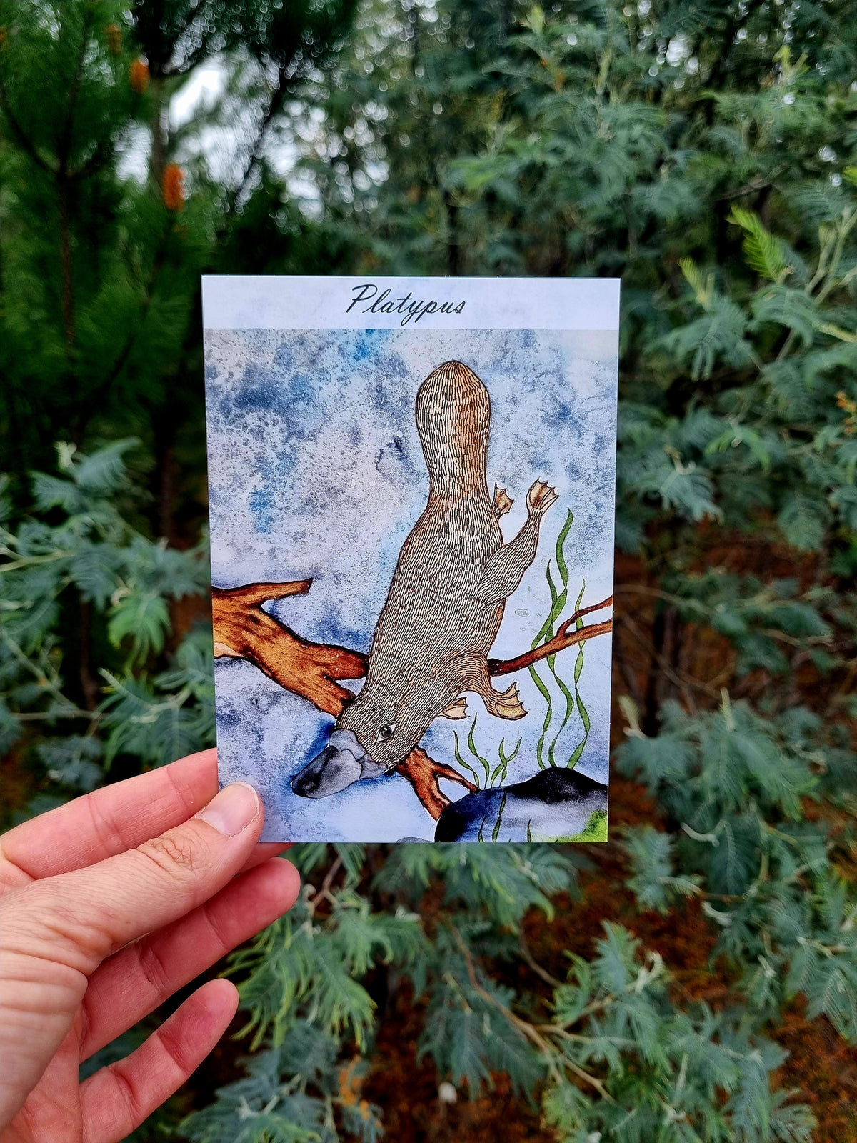 Postcard of Tasmania - Platypus