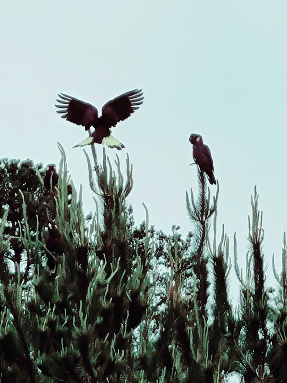 Greeting Card - Forest Cockatoos