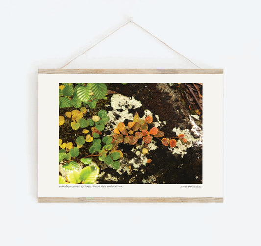 Tasmanian photography print - Turning of the Fagus