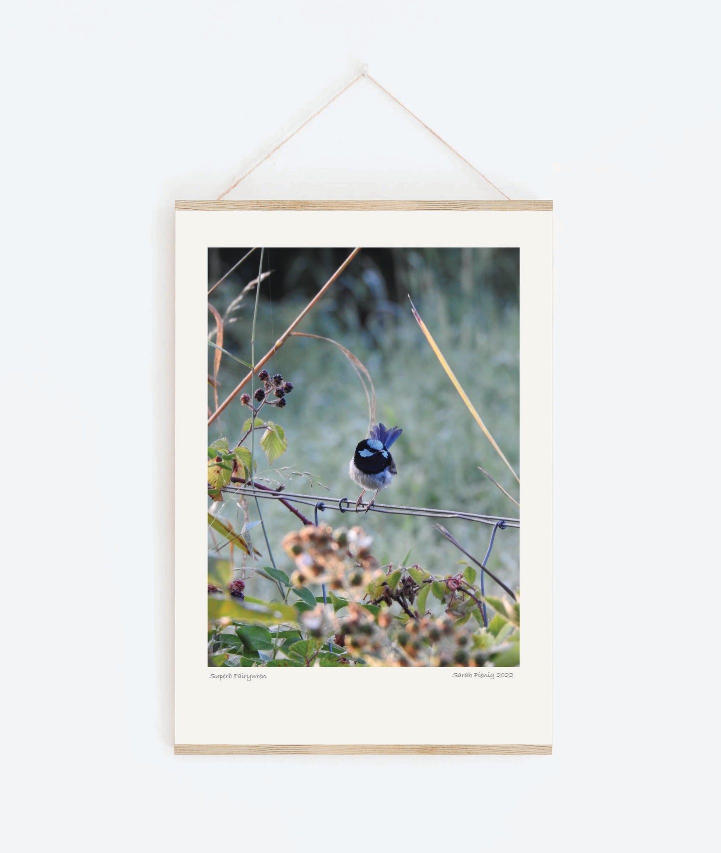 Tasmanian photographic print - Blue Fairy Wren