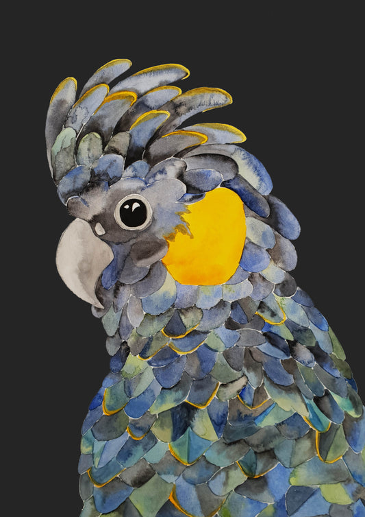Art Print - Flora and Fauna - Bruny the Black Cockatoo