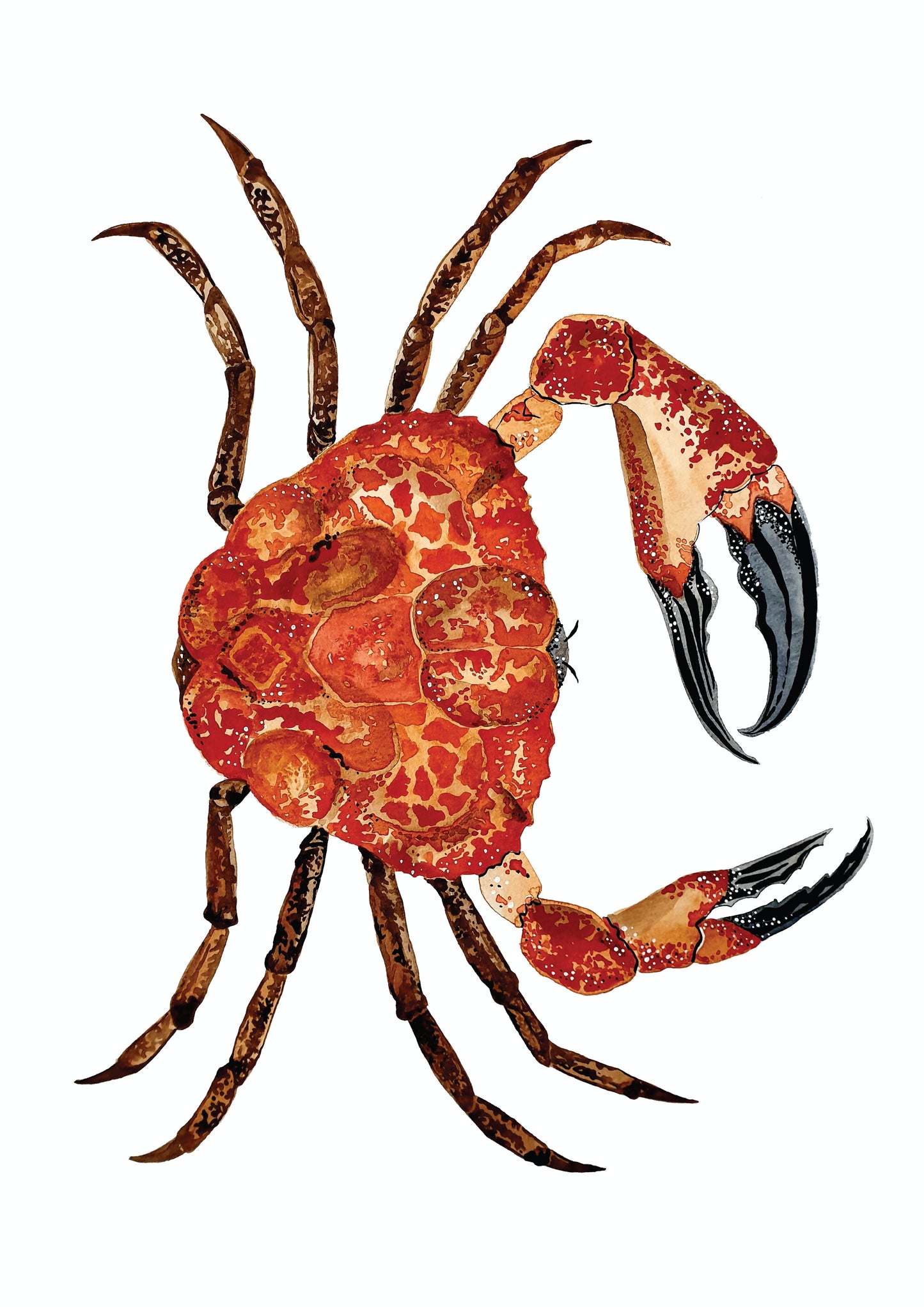 Art Print - Sea Life - Giant Crab