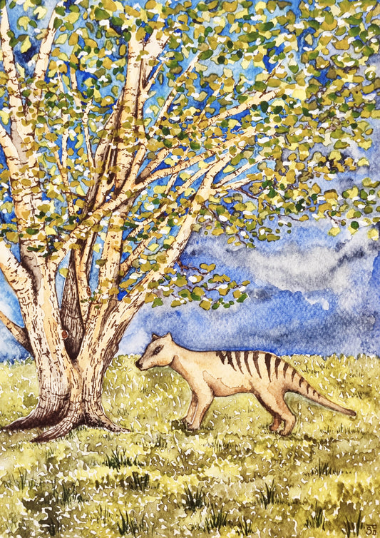 Art Print - Landscapes - Derby Shire Thylacine