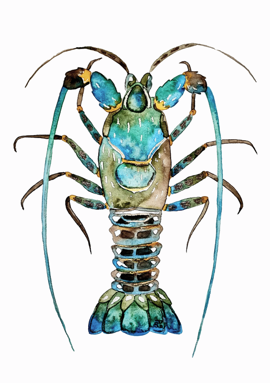 Art Print - Sea Life - Australian Rock Lobster
