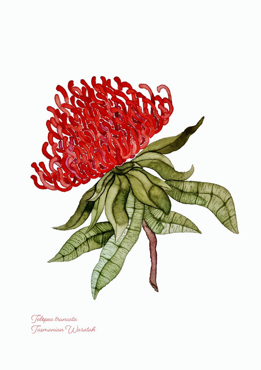 Art Print - Flora and Fauna - Tasmanian Waratah
