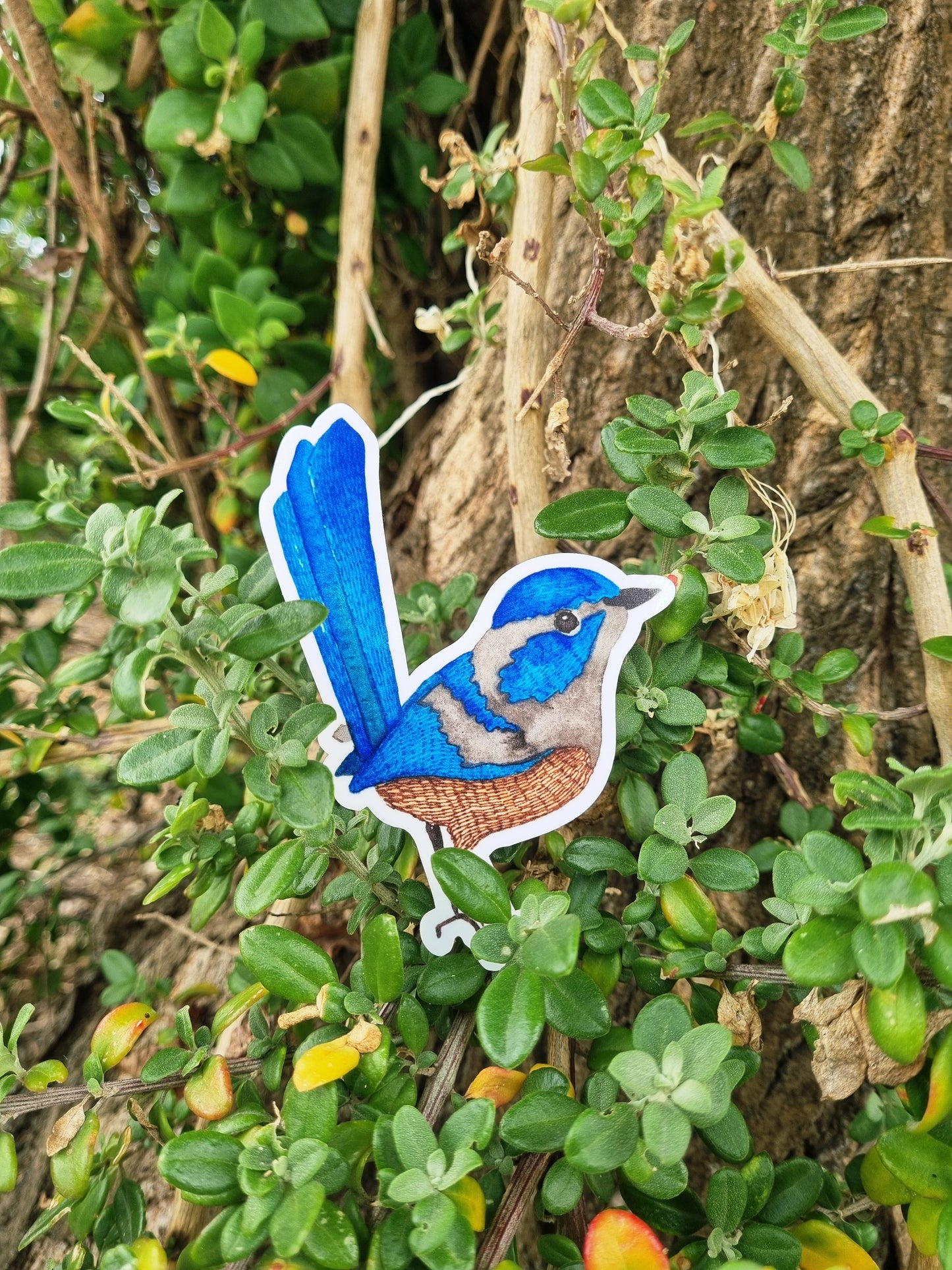Vinyl Sticker - Blue Fairy Wren