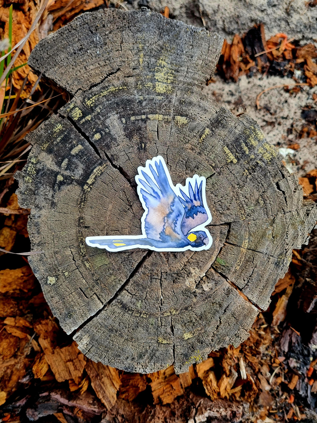 Vinyl Sticker - Black Cockatoo