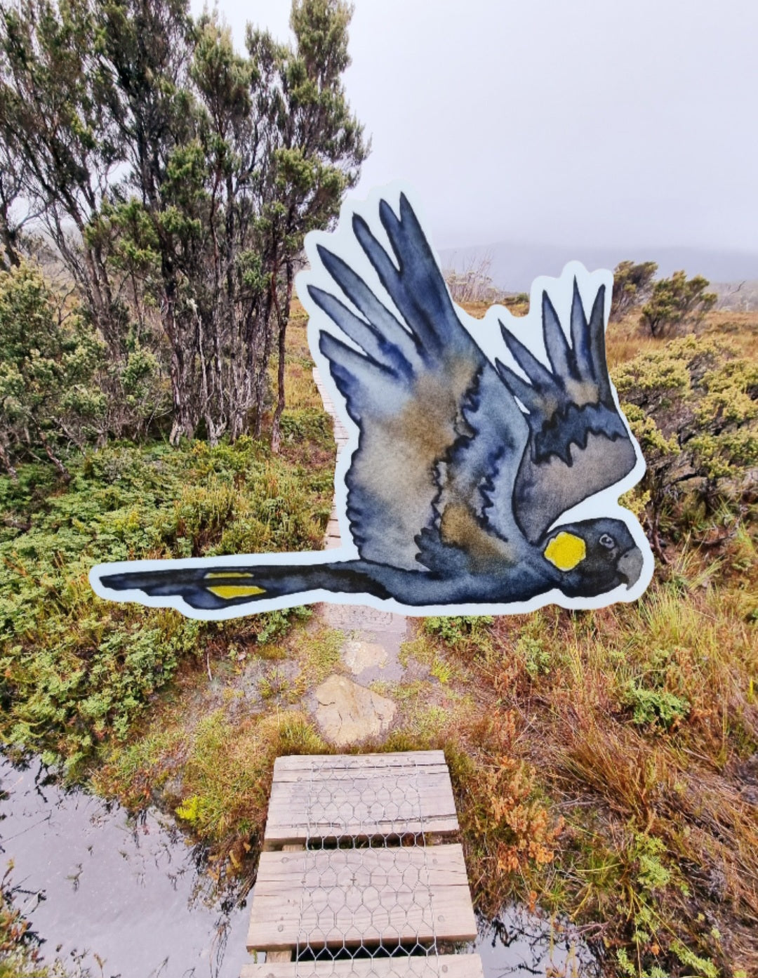 Vinyl Sticker - Black Cockatoo