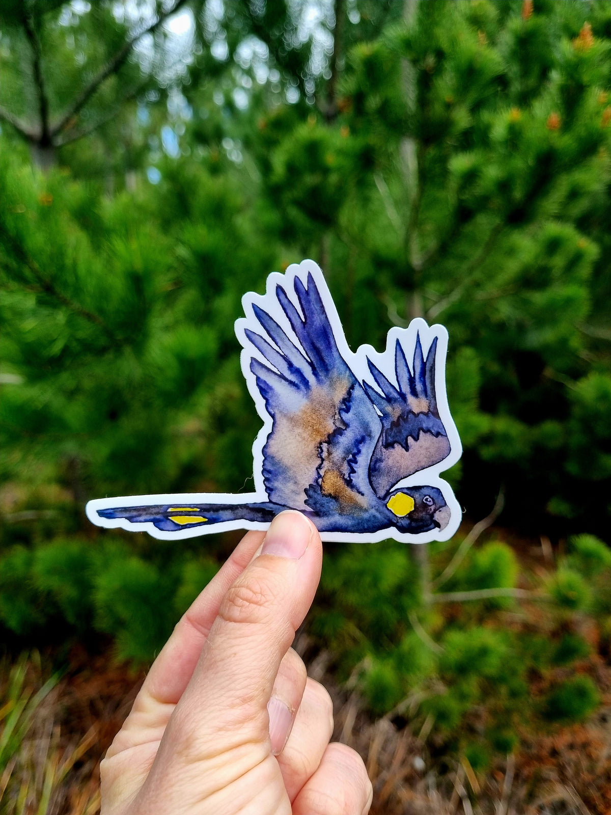 Vinyl Sticker - Black Cockatoo