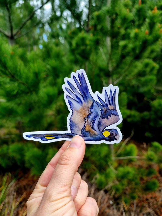 Vinyl Sticker - Black Cockatoo