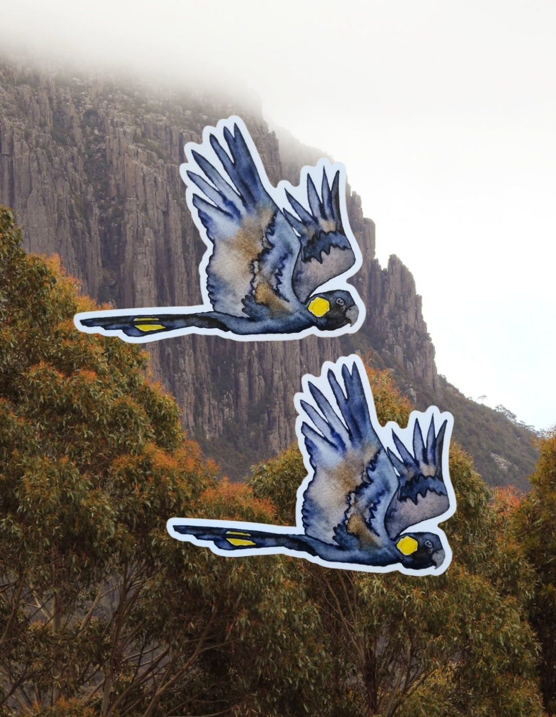 Vinyl Sticker - Black Cockatoo