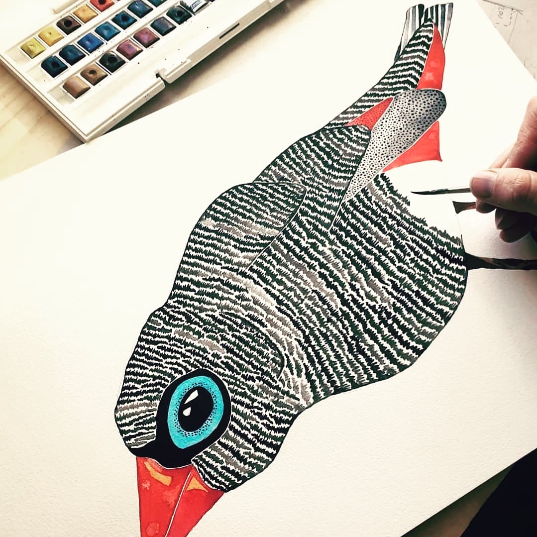 Art Print - Tasmanian Flora and Fauna - Franklyn the Firetail Finch